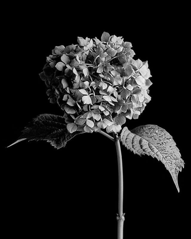 Monochrome close-up of a hydrangea flower and leaves against a black background, showcasing its intricate details.