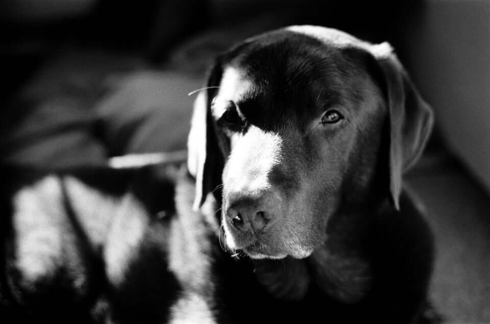 Close-up of a black Labrador retriever lying in soft light, showcasing its expressive eyes and glossy coat.