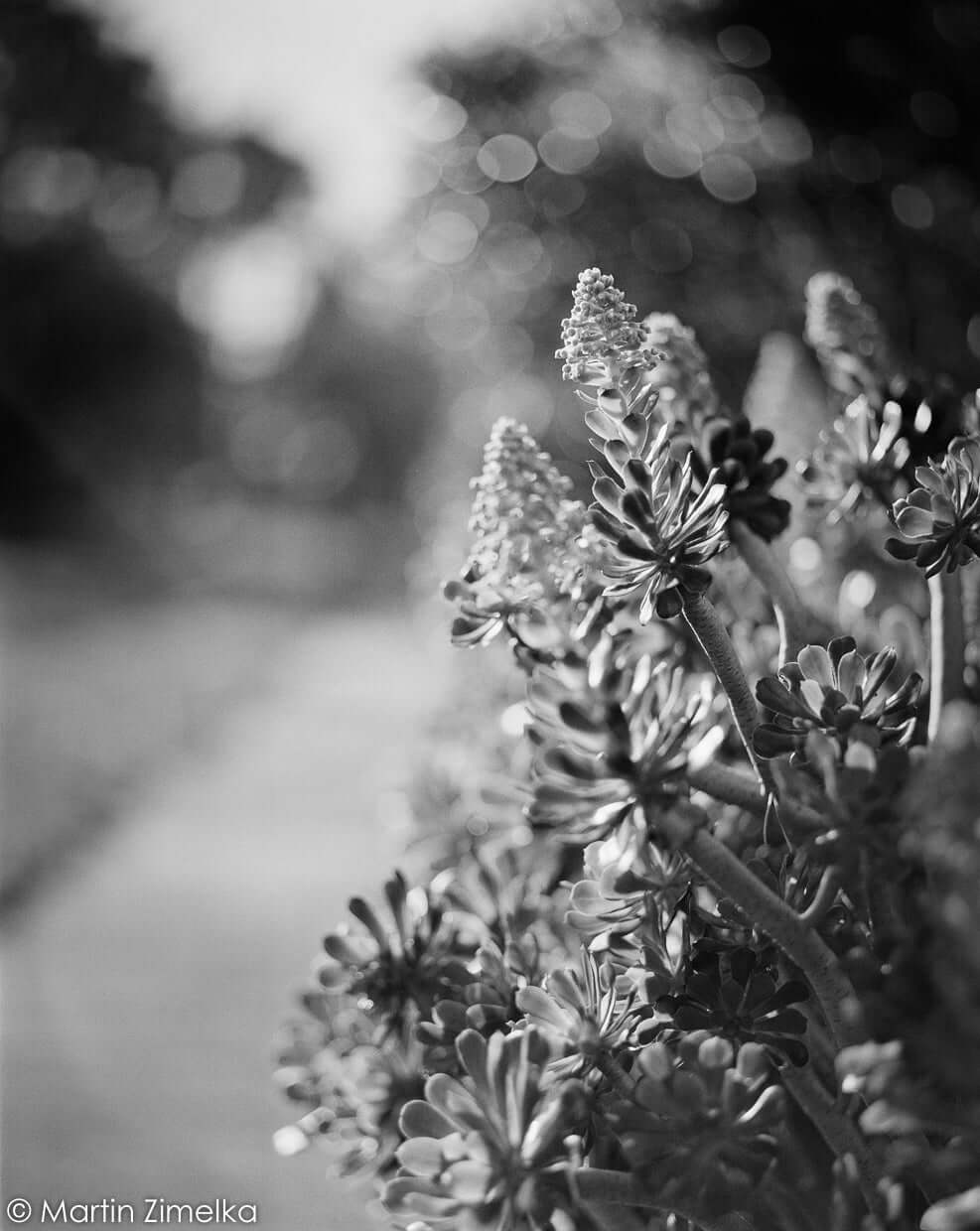 Black and white photograph of succulent plants, captured with a soft bokeh background.