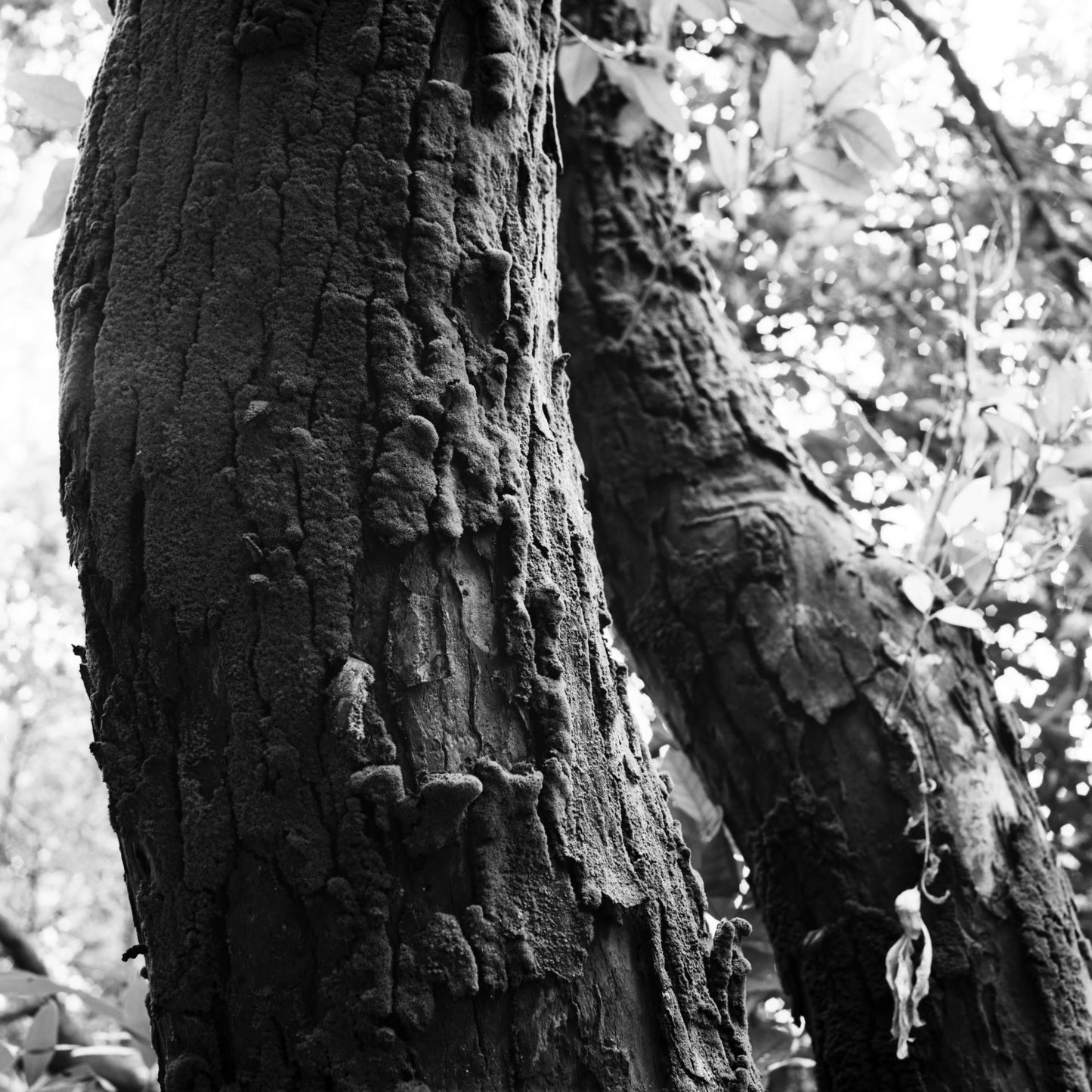 Close-up of textured black and white tree trunks with intricate bark patterns.