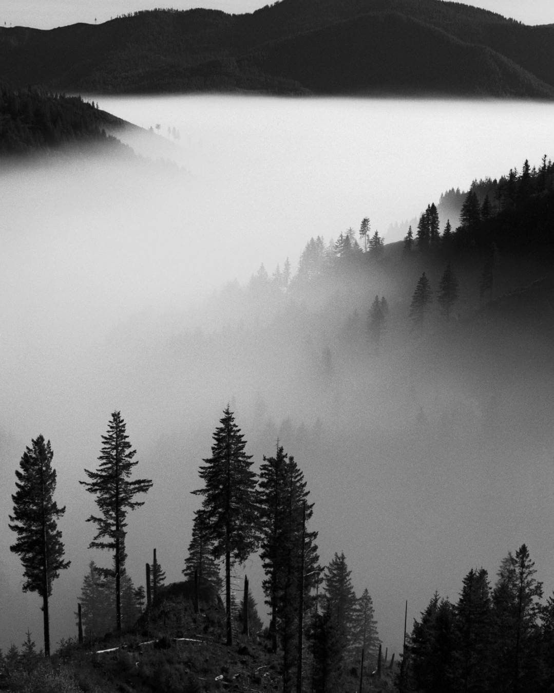 Black and white landscape showcasing misty hills and trees in a serene, atmospheric scene.