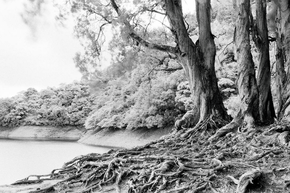 Dramatic black and white landscape with trees and roots, showcasing the surreal effects of infrared photography.