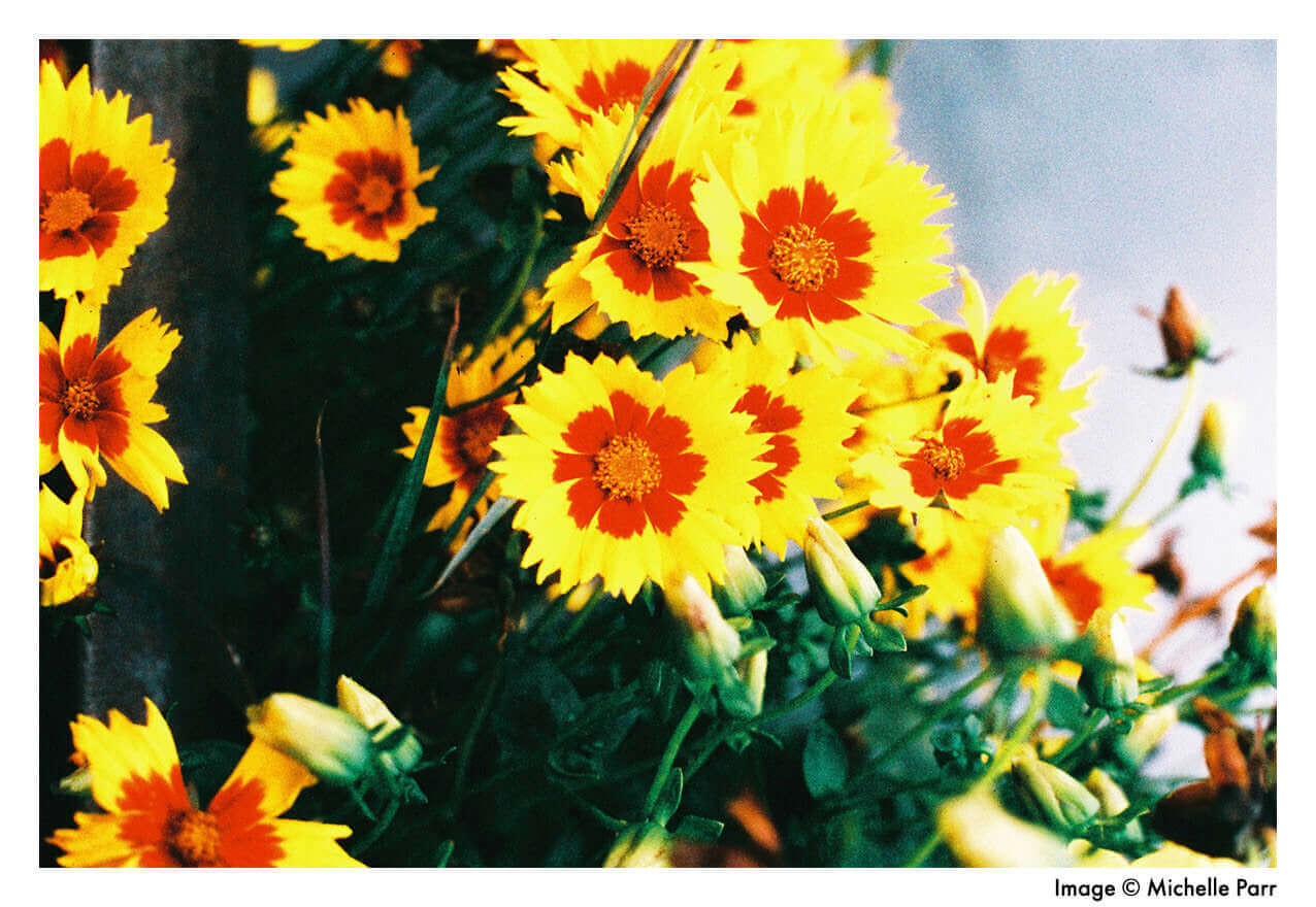Vibrant yellow and red flowers in full bloom, showcasing nature's beauty and vivid colors.