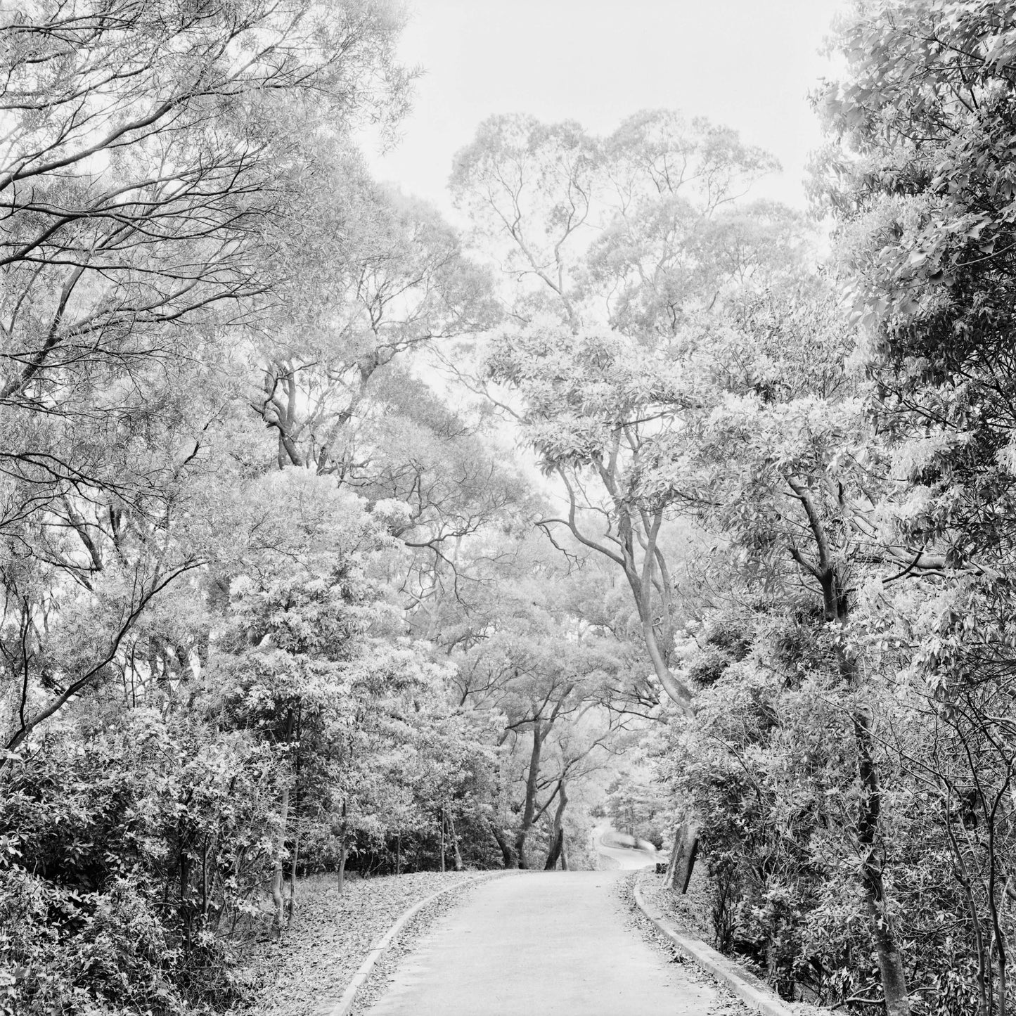Scenic black and white image of a winding road through lush trees, captured on Rollei RPX 25 ISO BW film.