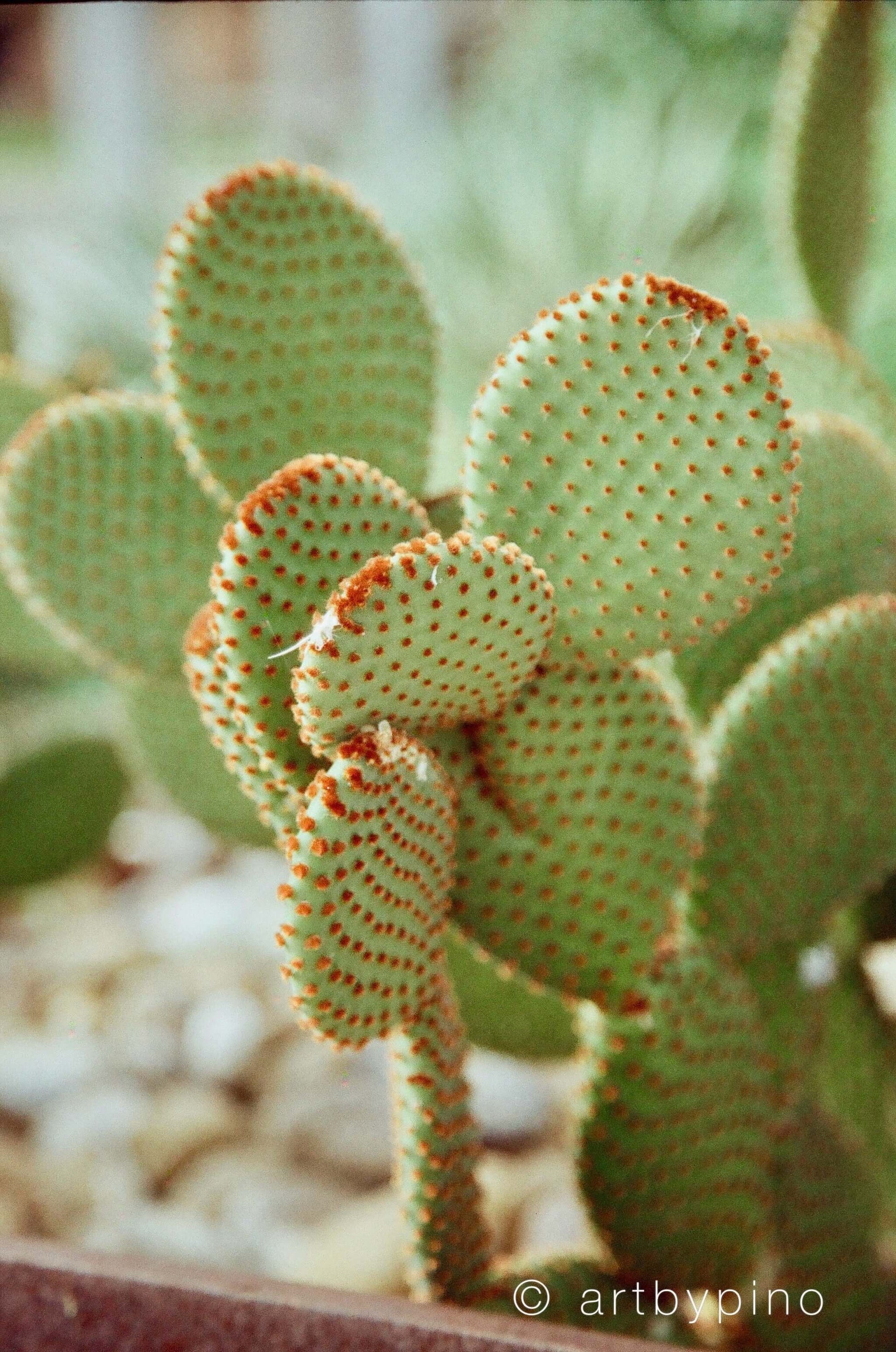 Optik Oldschool OptiColour 200 C41 Film 35mm & 120 capturing vibrant cactus details in natural light.