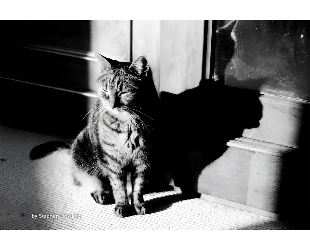 A serene tabby cat with striped fur sits in a patch of sunlight, its shadow cast sharply against the wall behind it.